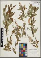 Foto von Salix arbusculoides Andersson